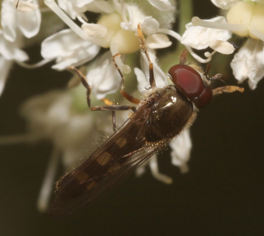 Platycheirus scutatus ♀ e ♂ (Syrphidae)